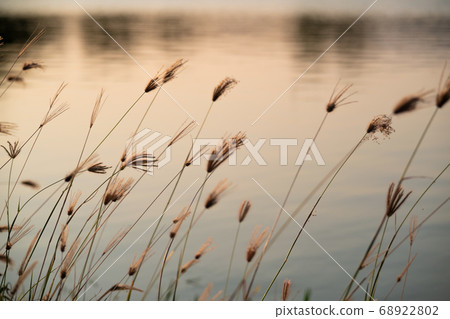 Flower grass on river ,reflected water in evening time Flower grass on river ,reflected water in evening time 68922802