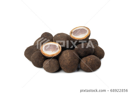 Barometer earthstar or Hygroscopic earthstar 68922856