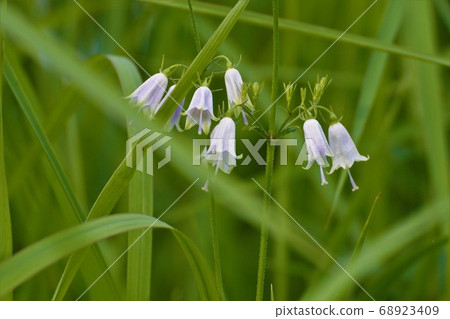 掛胡蘿蔔花 68923409