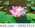 蓮花盛開在水面上 68923410