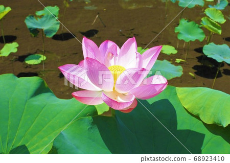 蓮花盛開在水面上 68923410