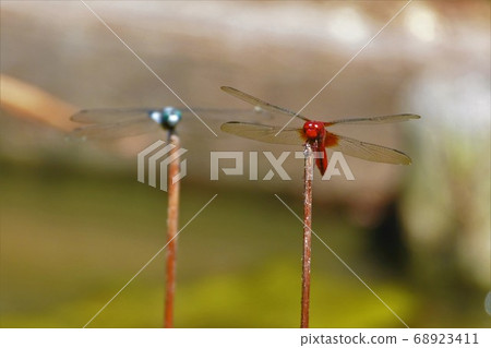 紅蜻蜓和Shiokara蜻蜓棲息在樹枝上 紅蜻蜓和Shiokara蜻蜓棲息在樹枝上 68923411