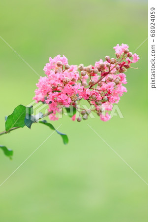 Crispberry pink Crispberry pink 68924059