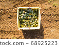 Aerial image of rows of ripe Artichokes in a field. 68925223