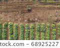 Aerial image of rows of ripe Artichokes in a field. 68925227