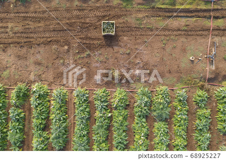 Aerial image of rows of ripe Artichokes in a field. Aerial image of rows of ripe Artichokes in a field. 68925227