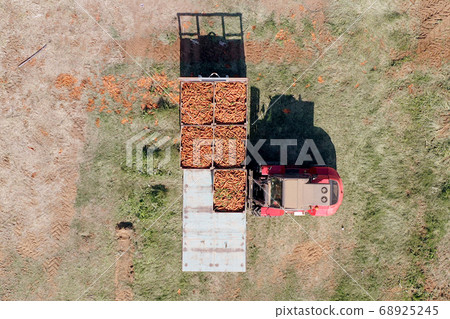 Forklift loading pallets of fresh picked Carrots onto a trailer Forklift loading pallets of fresh picked Carrots onto a trailer 68925245