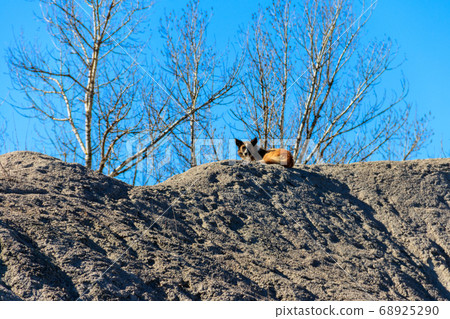 Stray dog lie on a slag heap 68925290