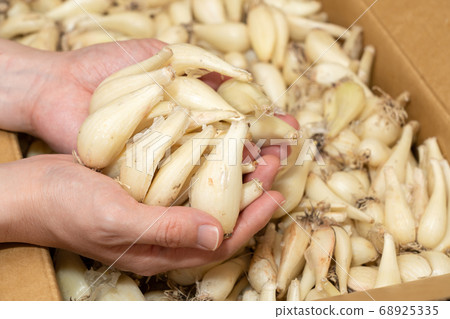 A camel (June) female hand picking rooted rakkyo from cardboard A camel (June) female hand picking rooted rakkyo from cardboard 68925335