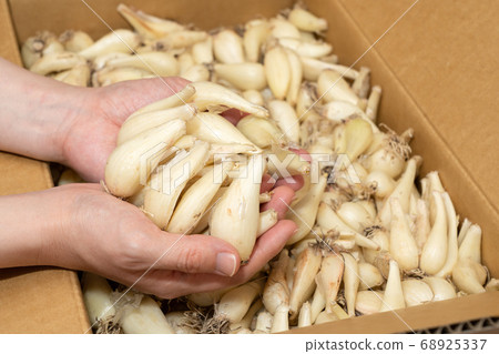 駱駝(6月)女手從紙板上摘下生根rakkyo 駱駝(6月)女手從紙板上摘下生根rakkyo 68925337