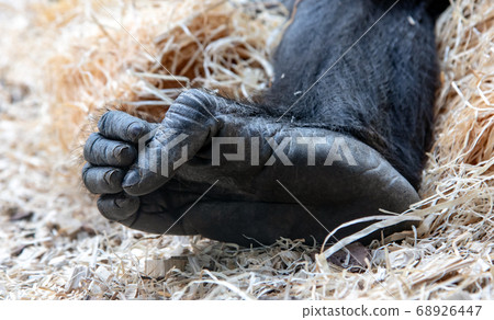 The detailed look at foot of western lowland 68926447