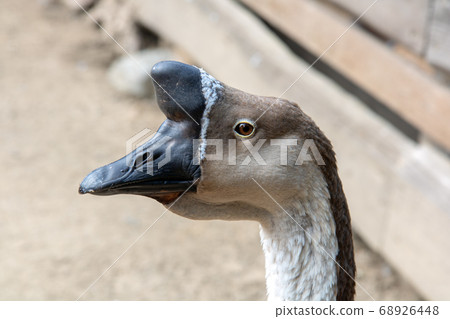 A chinese goose feeds from bowl at yard. 68926448