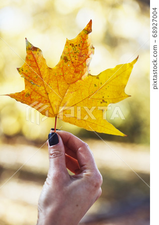 girl holds a yellow leaf 68927004