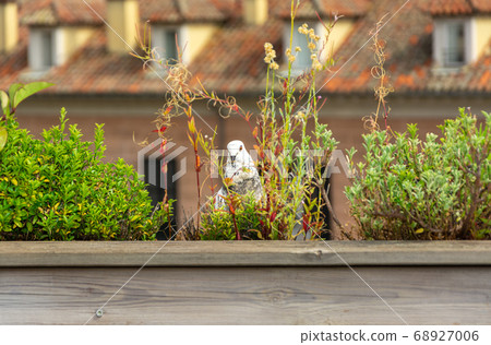 A pigeon sitting in flowers on the background of a house with roof tile. Nature background A pigeon sitting in flowers on the background of a house with roof tile. Nature background 68927006