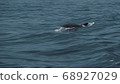 Dolphin in the coast of Vigo 68927029