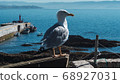 Seagull perched on a railing in the Ons Islands, in Galicia, Spain. 68927031