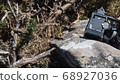 Greater ocellated lizard basking in the sun on a rock next to a tripod. 68927036