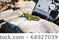 Greater ocellated lizard basking in the sun on a rock next to a tripod.  68927039