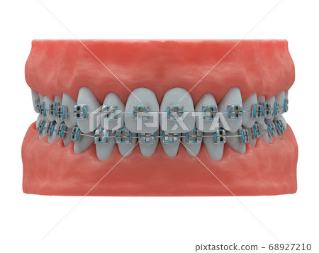 Realistic human jaws with healthy teeth and Realistic human jaws with healthy teeth and 68927210