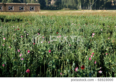 Dowlat Yar, Ghor Province in Afghanistan. Poppy fields near the town of Dowlatyar in Central Afghanistan. Close up view of the poppies with pink flowers, and a building and trees behind. Dowlat Yar, Ghor Province in Afghanistan. Poppy fields near the town of Dowlatyar in Central Afghanistan. Close up view of the poppies with pink flowers, and a building and trees behind. 68928000
