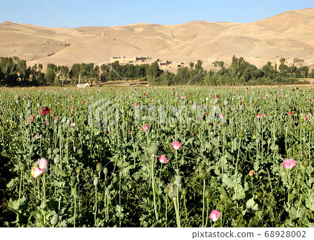 Dowlat Yar, Ghor Province in Afghanistan with poppy field. Poppy farming near the town of Dowlatyar in Central Afghanistan. Close up view of the poppies with a donkey and a backdrop of trees and hills Dowlat Yar, Ghor Province in Afghanistan with poppy field. Poppy farming near the town of Dowlatyar in Central Afghanistan. Close up view of the poppies with a donkey and a backdrop of trees and hills 68928002