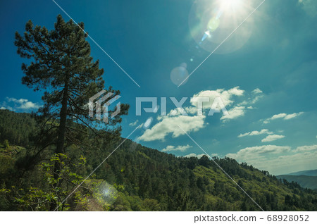 Green treetops on a valley covered by forest Green treetops on a valley covered by forest 68928052