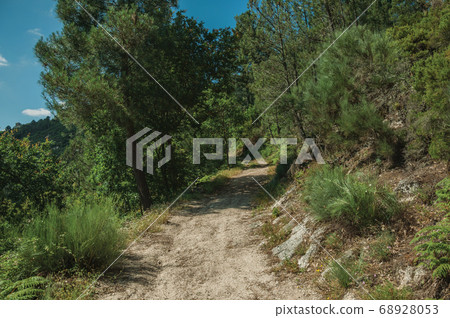 Dirt road over rocky terrain covered by trees Dirt road over rocky terrain covered by trees 68928053