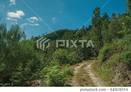 Dirt road over rocky terrain covered by trees Dirt road over rocky terrain covered by trees 68928054