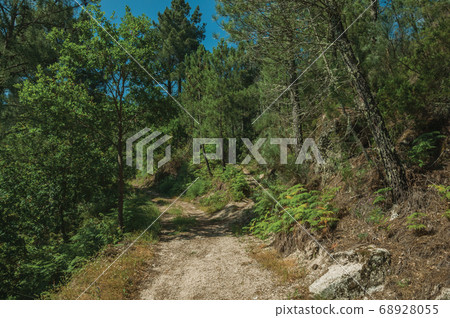 Dirt road over rocky terrain covered by trees Dirt road over rocky terrain covered by trees 68928055
