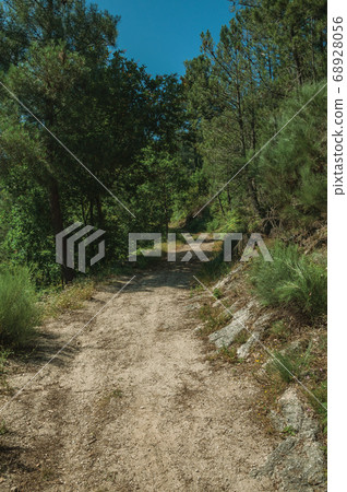 Dirt road over rocky terrain covered by trees Dirt road over rocky terrain covered by trees 68928056