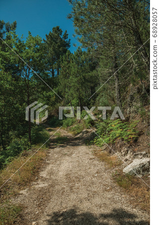 Dirt road over rocky terrain covered by trees Dirt road over rocky terrain covered by trees 68928057