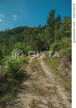 Dirt road over rocky terrain covered by trees Dirt road over rocky terrain covered by trees 68928058