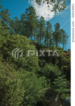 Pine trees forest over steep hill Pine trees forest over steep hill 68928061