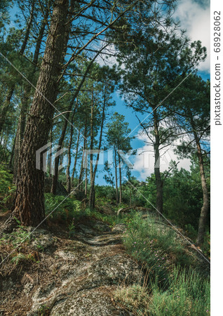 Pine trees forest over steep hill Pine trees forest over steep hill 68928062