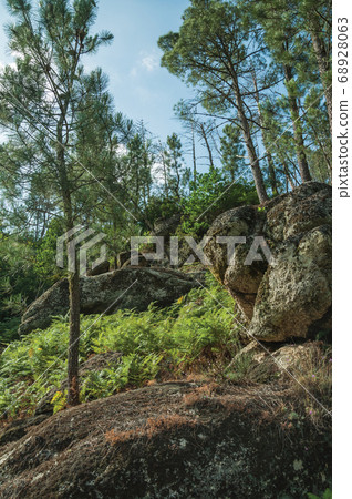 Pine trees forest over steep hill Pine trees forest over steep hill 68928063