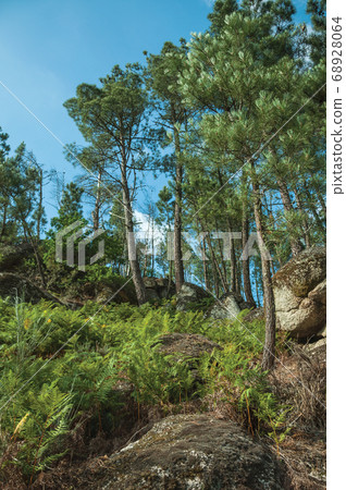 Pine trees forest over steep hill Pine trees forest over steep hill 68928064
