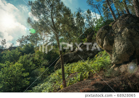 Pine trees forest over steep hill with sunlight Pine trees forest over steep hill with sunlight 68928065