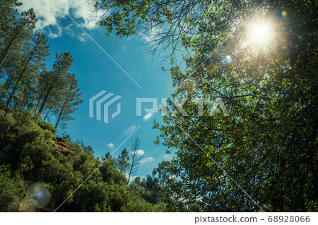 Hilly valley covered by dense forest with sunlight Hilly valley covered by dense forest with sunlight 68928066