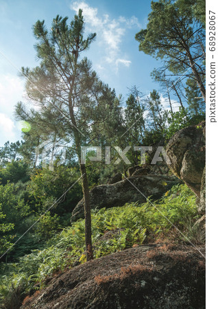Pine trees forest over steep hill with sunlight Pine trees forest over steep hill with sunlight 68928067