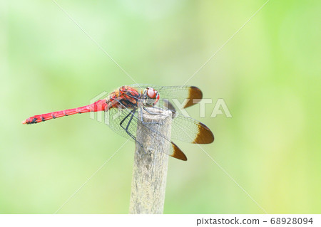 Conosimetorbos (male) 68928094