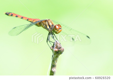 Natsuakane（女） 68928320