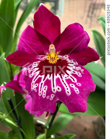 Miltonia (lat. Miltonia) is a genus of perennial 68928348