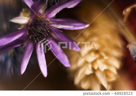 Dry limonium flowers, macro. Dry limonium flowers, macro. 68928523