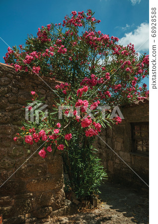 Alley with houses and flowered shrub 68928588