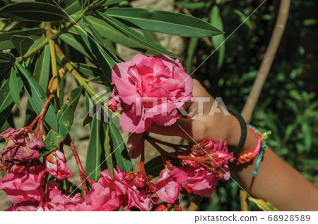 Hand from a child holding a flower in a leafy shrub Hand from a child holding a flower in a leafy shrub 68928589