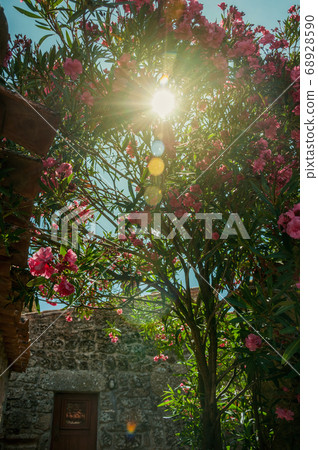 Sunbeam passing through leafy shrub covered by flowers 68928590