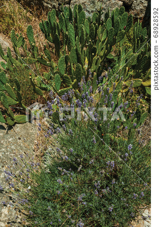 Cactus and colorful flowers scattered on bush 68928592