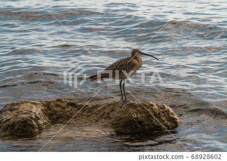Russia. Gelendzhik. The Curlew bird is safely perched on a rock sticking out of the water near the black sea coast and is keenly looking for prey. Russia. Gelendzhik. The Curlew bird is safely perched on a rock sticking out of the water near the black sea coast and is keenly looking for prey. 68928602