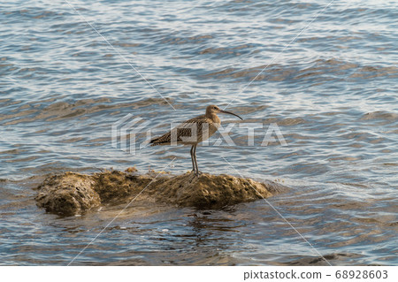 Russia. Gelendzhik. The Curlew bird is safely perched on a rock sticking out of the water near the black sea coast and is keenly looking for prey. Russia. Gelendzhik. The Curlew bird is safely perched on a rock sticking out of the water near the black sea coast and is keenly looking for prey. 68928603