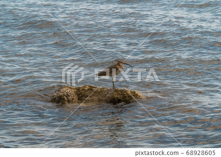 Russia. Gelendzhik. The Curlew bird is safely perched on a rock sticking out of the water near the black sea coast and is keenly looking for prey. Russia. Gelendzhik. The Curlew bird is safely perched on a rock sticking out of the water near the black sea coast and is keenly looking for prey. 68928605